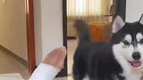 小狗看着主人的脚，在主人面前嘲讽