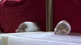千万不要让猫咪照镜子，不然后很严重，看完自然懂，镜头记录全程