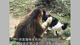 金丝猴惬意摸着猫，猫咪舒服的露出肚子，猴哥：猫咪真好玩