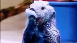 小海獭特喜欢和妈妈互动，这样的毛孩子你会喜欢吗