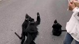 网友路上偶遇保护动物黑叶猴，礼貌排队等网友投喂