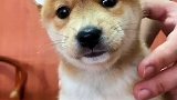 这只小柴犬的耳朵我看一次笑一次