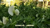 豌豆白花开，亲人何时归