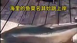海里的鱼莫名其妙跳上岸
