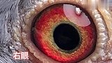 训放归巢快的一羽幼鸽会看鸽眼的老铁们一起交流学习点评