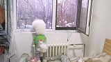 大比熊见到喜欢的母狗走过激动的不行，主人一看这体型也不合适啊