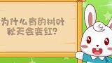 兔小贝：为什么有的树叶会变红色，宝宝来听听，很有趣哦