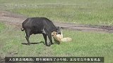 野牛独自对抗狮群失败，刚出生的小牛犊一起遭殃