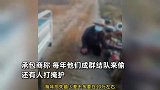 大妈庄稼地偷高粱被抓，当场跪地磕头求饶，承包商：每年损失数十万元