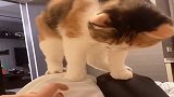 猫咪没有什么才华，给大家表演一个劈叉，不标准的那种哦