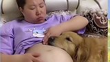 狗狗就喜欢粘着怀孕的妈妈，趴在肚子上哼哼唧唧，怎么赶都赶不开