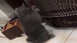 镜头拍下全过程，猫咪偷偷弹主人古筝，网友：音乐奇才呀！