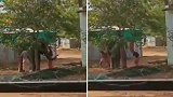 印度：因拒绝服从命令，一头大象被训象师疯狂抽打