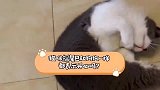 猫咪的尾巴会说话