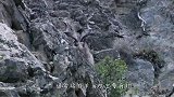 雪豹在悬崖上捕杀山羊，双方如履平地，展开了一场激烈的追逐！