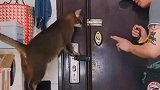 猫咪聪明起来连开门都学得会