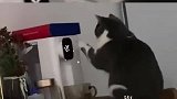 猫咪动作娴熟打开饮水机接水，主人观察好几天可让它学会了