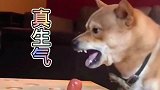 狗子吃不到香肠！拿旁边的狗子撒气