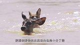 水鹿下河试图甩掉野狗，谁料被野狗活活淹死，镜头拍下残忍的一幕