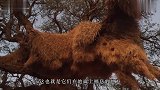 世界上最大的鸟窝重达900公斤，为什么非洲人不敢上去掏鸟蛋