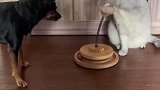 一猫一狗，全靠猫养