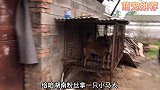 2个月的马犬，兴奋度极高咬合力惊人，长大后又是一员猛将