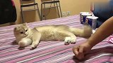 主人握拳,猫咪也跟着一起握拳,简直神同步!太可爱了
