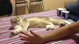 主人握拳,猫咪也跟着一起握拳,简直神同步!太可爱了