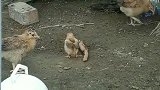 这么小就腰不好，长大了可咋整