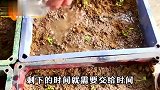 如何种植芹菜？学会这招可持续采摘芹菜，吃完一茬又长出一茬