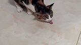 这猫到底是怎么了？突然就伸出了舌头，跟雷达一样！