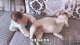熊孩子和狗狗玩耍，那场面搞笑了