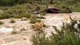 母狮叼着幼崽过河—河流湍急真怕把母狮给冲走