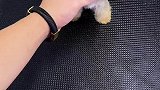 约克夏宠儿多的萌宠