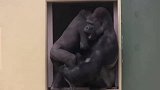 黑猩猩一直缠着银背猩猩打闹，银背猩猩一个动作让黑猩猩连连求饶