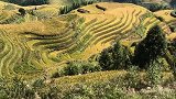 淡淡的秋韵，淡淡的忧伤～广西龙胜龙脊梯田