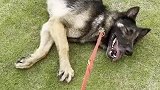 退休搜救犬躺在地上和主人斗智斗勇