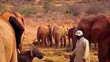 大象妈妈小时被救助，如今带着孩子和家族回来探亲