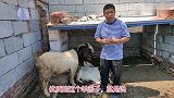 为啥引进波尔山羊？高价买种用波尔山羊不是炒种，听听小羊咋说的