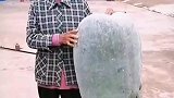 老人种出超级大冬瓜，半人高抱不动，要两个人抬