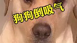 狗狗总是鼻子使劲用力的吸气是什么原因