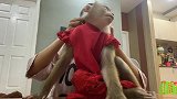 小猴子穿新衣服了，看那臭美的样子，太滑稽了！