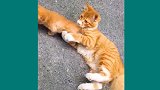 主人用猫毛做了一只猫，猫咪看到后一脸懵逼：这是我生的宝宝