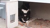 蹲在屋檐下的猫咪，这是在打盹吗模样可真是可爱呢！