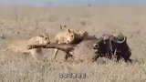 3头狮子围杀野牛，谁料野牛突然发飙，最终狮子1伤2逃！