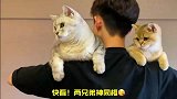 画面同步，两只猫居然能这么默契，真是太可爱了