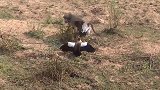老鹰抢猴子零食，猴子可不干了，叫来兄弟姐妹一起收拾老鹰