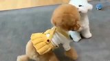 如果比熊犬和泰迪犬在一起，那么生出来的就是泰迪熊，太逗了