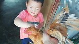 二利今天用土鸡烧红烧鸡，烧了一大盆，一家人一起吃真过瘾