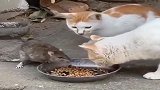 两只猫咪吃饭，一只大耗子来蹭饭，公猫：你点外卖了？